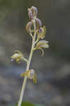 Spiked crested coralroot